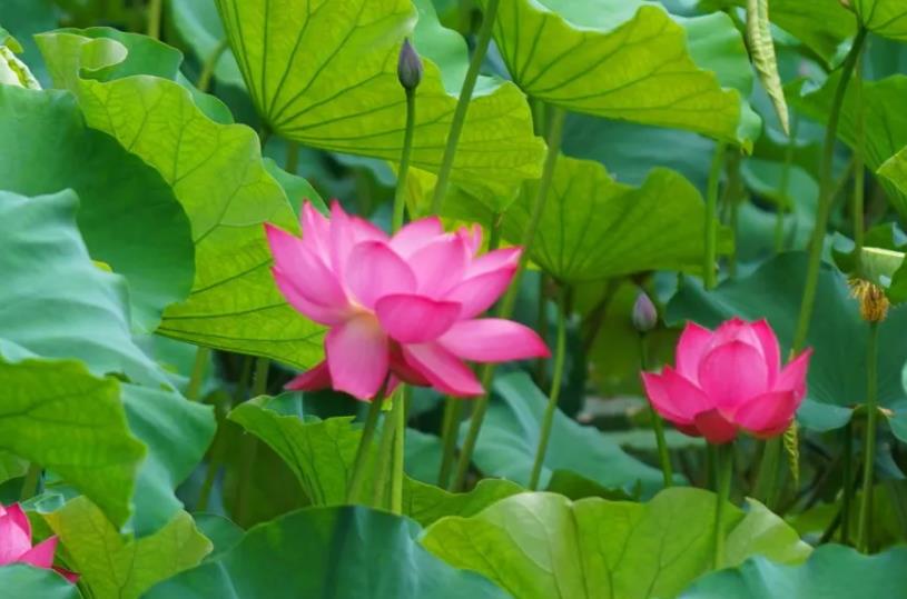 ���ٰ����Ρ����ա��������ǳ������ٰ������ɡ���Լ����~